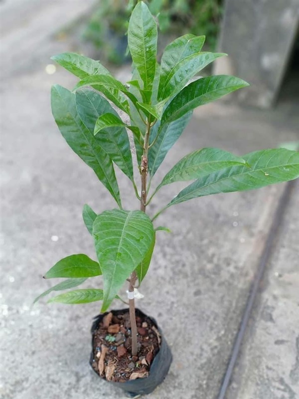 ??Rose sapote  ??ต้นเสียบยอด ??ต้นละ 1000บาท ??  | สายทองพืชสมุนไพร - บางพลี สมุทรปราการ