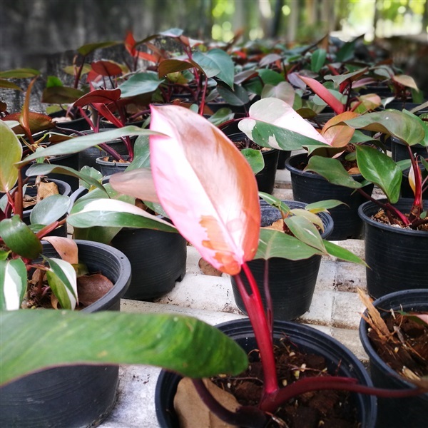 Philodendron pink princess | ThaiPlantNursery -  กรุงเทพมหานคร