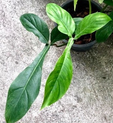 Philodendron 69686