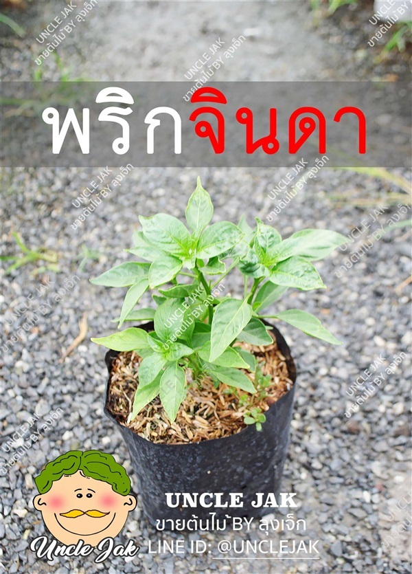 ต้นพริกจินดา ปลูกง่าย ดก มีรากพร้อมปลูก | Uncle Jak   - หนองแขม กรุงเทพมหานคร