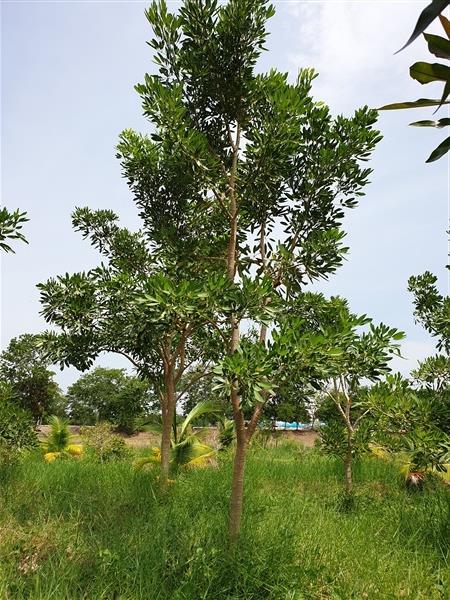 เหลืองปรีดียาธร | Tree town  - กำแพงแสน นครปฐม