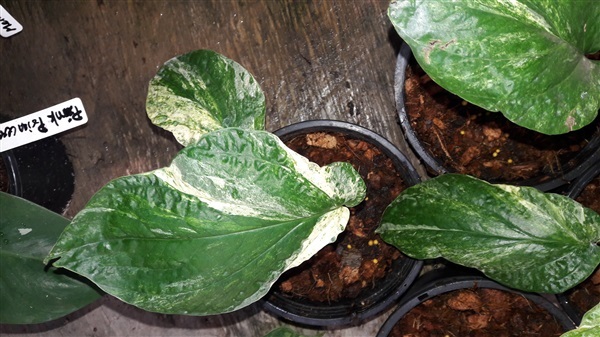 Amydrium medium cebu Variegated-พลูฉีกใบฉลุด่าง