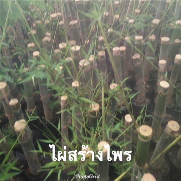พันธุ์ไผ่สร้างไพร | สวนพันธุ์ไม้ ป๊อบ - องครักษ์ นครนายก