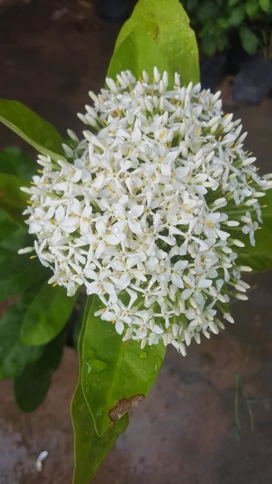 #เข็มขาว เป็นไม้พุ่ม ดอกมีกลิ่นหอม ออกดอกตลอดทั้งปี ชอบแดด   | Drenglish Garden มหาสารคาม - กันทรวิชัย มหาสารคาม