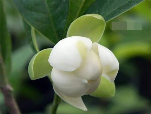 #ยี่หุบ เป็นไม้พุ่ม ดอกมีสีขาว มีกลิ่นหอม  | Drenglish Garden มหาสารคาม - กันทรวิชัย มหาสารคาม
