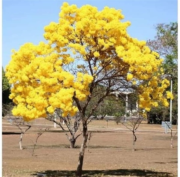 #เหลืองปรีดียาธร มีดอกสีเหลืองสด ดอกจะบานเต็มต้นพร้อมกัน 