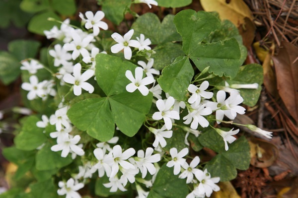 ผีเสื้อราตรีดอกขาว - Oxalis regnellii (Wood Sorrel) | สกายสแครปเปอร์ - เมืองสมุทรปราการ สมุทรปราการ