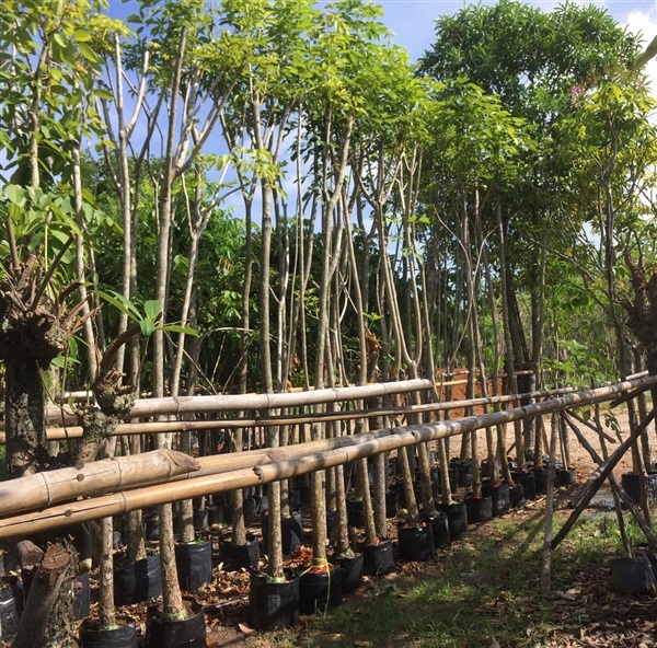 ชมพูพันธ์ทิพย์ | สวนนพดลพันธุ์ไม้ - บ้านนา นครนายก