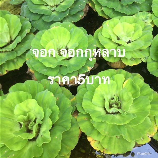 จอกกุหลาบ พืชบำบัดนำ้ พืชจัดสวน | เนตรนภาพันธุ์ไม้ - เมืองตรัง ตรัง