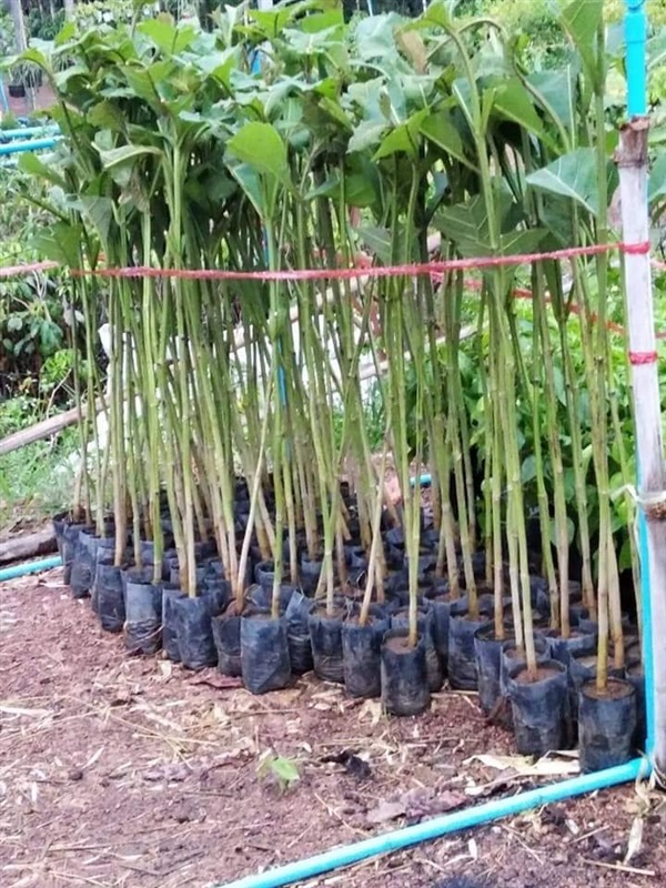 สัก | Drenglish Garden มหาสารคาม - กันทรวิชัย มหาสารคาม