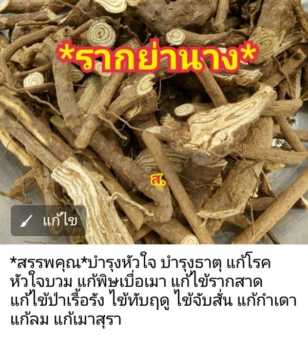 รากย่านาง