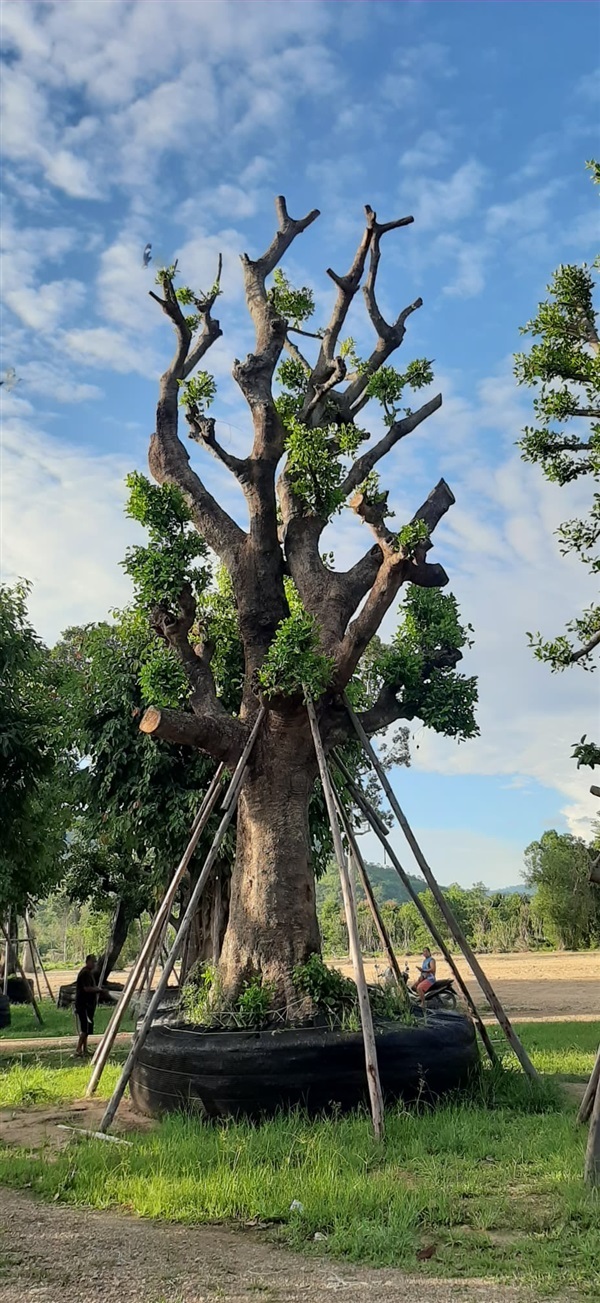 มั่งมี 50" | สวนสมพงษ์พัธุ์ไม้ - แก่งคอย สระบุรี