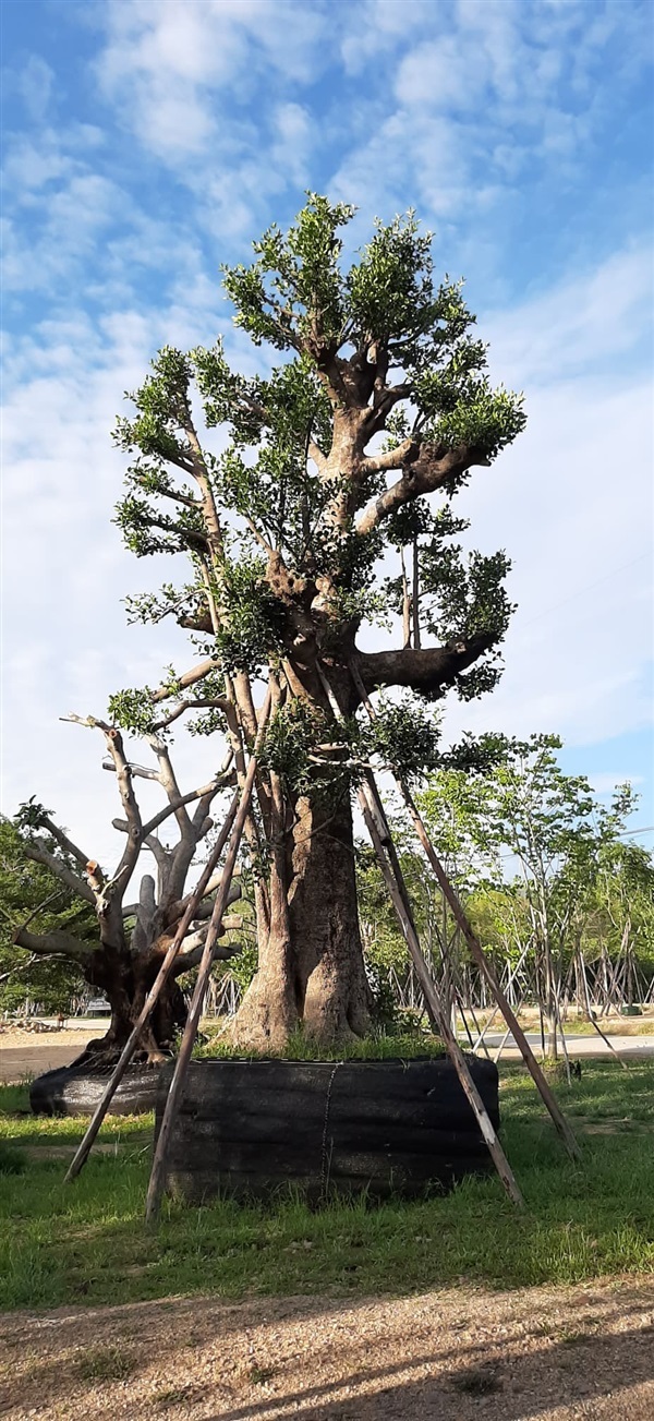 มั่งมี 50" | สวนสมพงษ์พัธุ์ไม้ - แก่งคอย สระบุรี