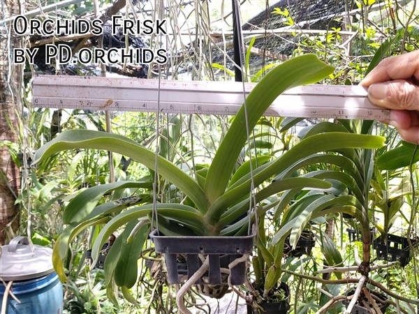 ไม้ต้น ช้างการ์ตูน ช้างพลาย | Orchids Frisk by PD.orchids - วัฒนา กรุงเทพมหานคร