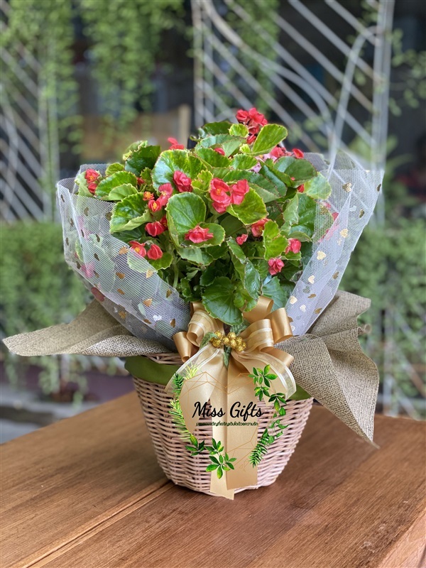 Begonia (บีโกเนียเกสรสีเหลือง) | miss-gifts กระเช้าต้นไม้ของขวัญมีชีวิต -  กรุงเทพมหานคร