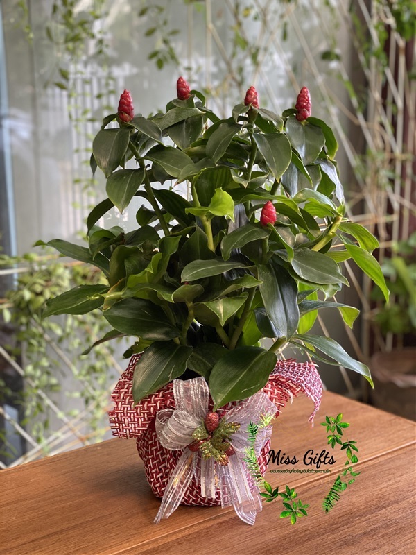 Red Costus ของขวัญวันเกิด | miss-gifts กระเช้าต้นไม้ของขวัญมีชีวิต -  กรุงเทพมหานคร