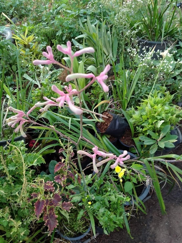 #แคงการูพอว์ เป็นไม้ดอกของประเทศออสเตรเลีย ปลูกประดับสวน | Drenglish Garden มหาสารคาม - กันทรวิชัย มหาสารคาม