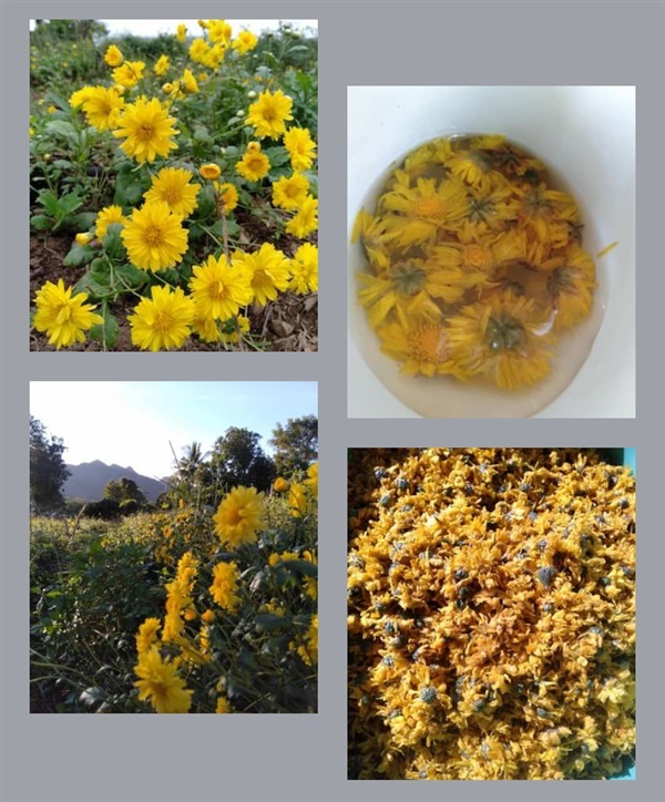 Chrysanthemum | นาราพัฒน์ - บ้านโฮ่ง ลำพูน