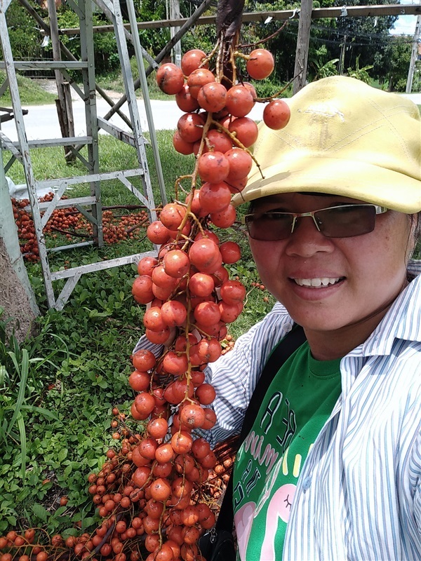 ขายเมล็ดพร้อมเพาะปล์ามชวา | เมล็ดพันธุ์ดี เกษตรวิถีไทย - เมืองระยอง ระยอง