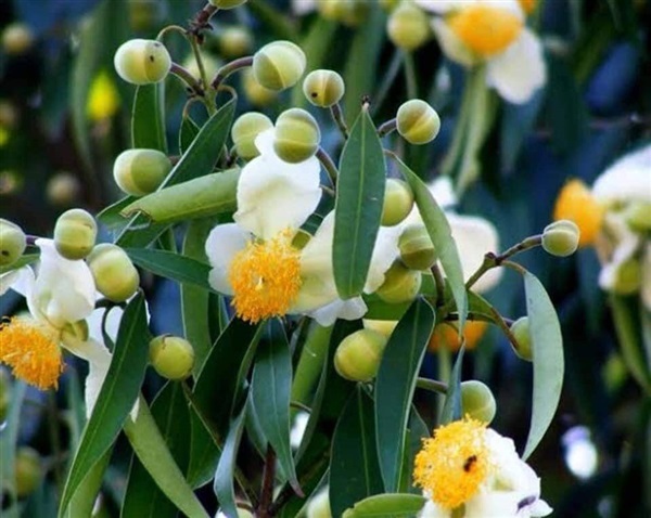  #บุนนาค เป็นไม้ดอกยืนต้น มีกลิ่นหอมเย็น ส่งกลิ่นไปได้ไกล  | Drenglish Garden มหาสารคาม - กันทรวิชัย มหาสารคาม
