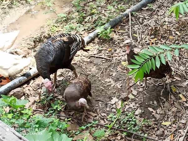 ไก่งวง | บ้านสวนสรรพยา - สรรพยา ชัยนาท