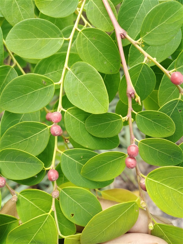 ขายเมล็ดพร้อมเพี้ยฟาน | เมล็ดพันธุ์ดี เกษตรวิถีไทย - เมืองระยอง ระยอง