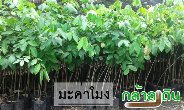 มะค่าโมง | ร้านกล้าลงดิน - เมืองพิษณุโลก พิษณุโลก