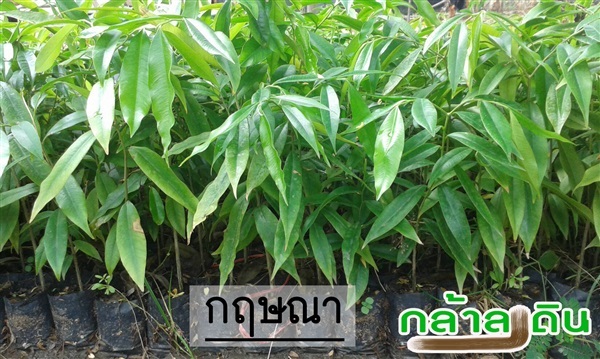 กฤษณา | ร้านกล้าลงดิน - เมืองพิษณุโลก พิษณุโลก