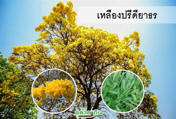 เหลืองปรีดียาธร | ร้านกล้าลงดิน - เมืองพิษณุโลก พิษณุโลก