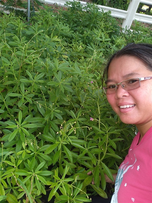 ขายต้นโสมไทย | เมล็ดพันธุ์ดี เกษตรวิถีไทย - เมืองระยอง ระยอง