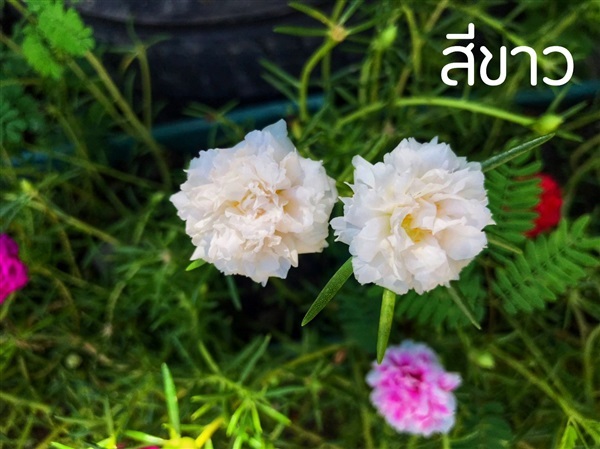 ต้นคุณนายตื่นสาย(กลีบซ้อนหลายชั้น) แบบก้าน (สีขาว) | สวนตาจ๊อด ผักสวนครัว ไม้ประดับ - ปากเกร็ด นนทบุรี