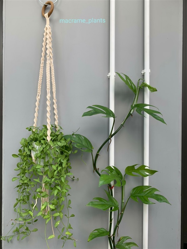 ที่แขวนกระถางต้นไม้ | Macrame plant hanger - บางขุนเทียน กรุงเทพมหานคร