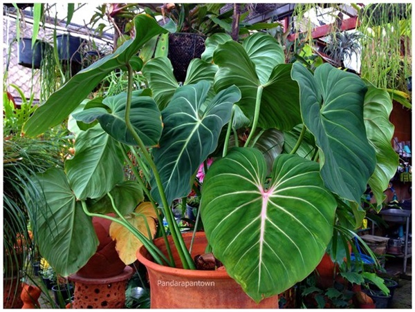 Philodendron Gloriosum | พันธุ์ดาหลา - เมืองเชียงใหม่ เชียงใหม่