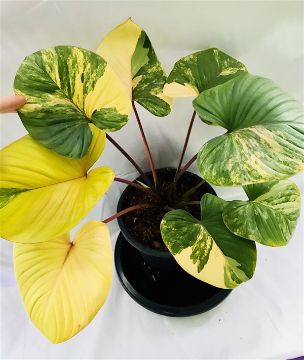 เสน่ห์จันทร์บุษราคัม,บุษราคัม,homalomenarubescensvariegated | อัญชัน seeds - สวนหลวง กรุงเทพมหานคร