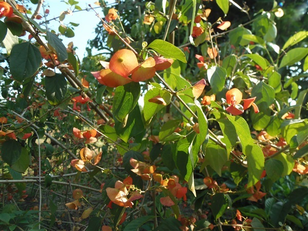 เรด้าส้ม | สวนไม้พจณีสาขา 2 - เมืองปราจีนบุรี ปราจีนบุรี