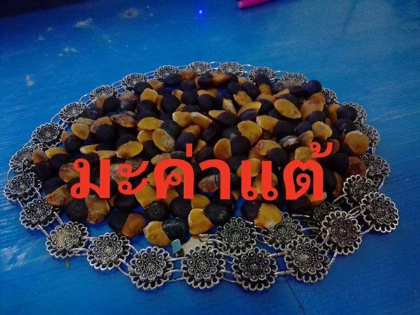 เมล็ดมะค่าแต้ | โบตั๋นพันธุ์ไม้ - เมืองนครศรีธรรมราช นครศรีธรรมราช