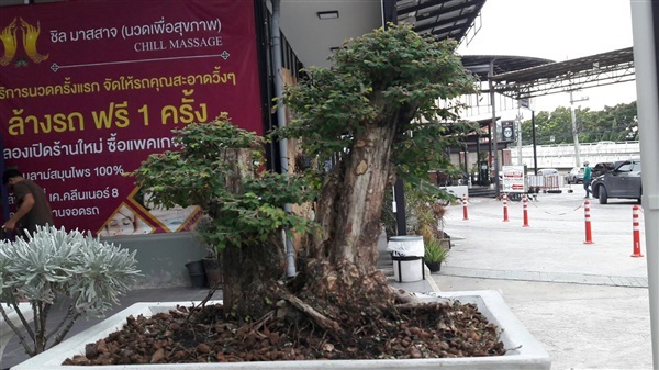 บอนไซเกล็ดปลาหมอ ลำต้นใหญ่  | noodeegarden treetree - สามพราน นครปฐม