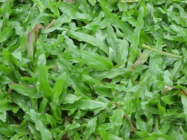 หญ้ามาเลเซีย | สวนบังโช๊ะ - ลำลูกกา ปทุมธานี