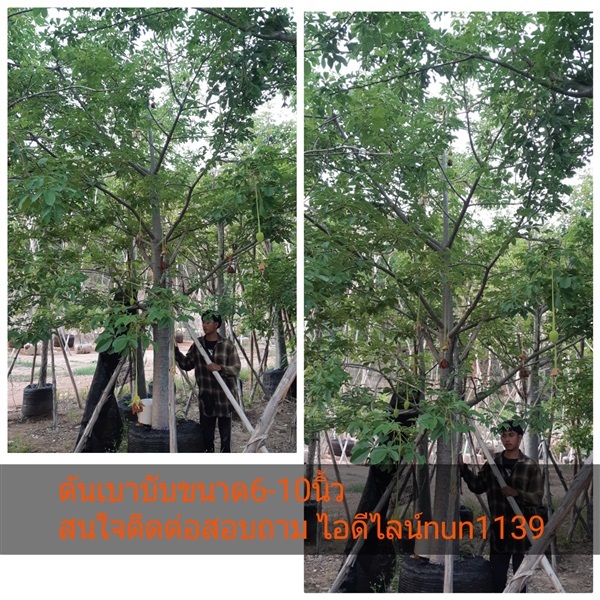 ต้นเบาบับ | สวนป้าควรพันธ์ไม้ -  สระบุรี
