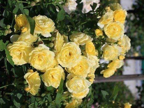  #กุหลาบเหลืองเฉลิมพระเกียรติ ดอกสีเหลือง ใ | Drenglish Garden มหาสารคาม - กันทรวิชัย มหาสารคาม
