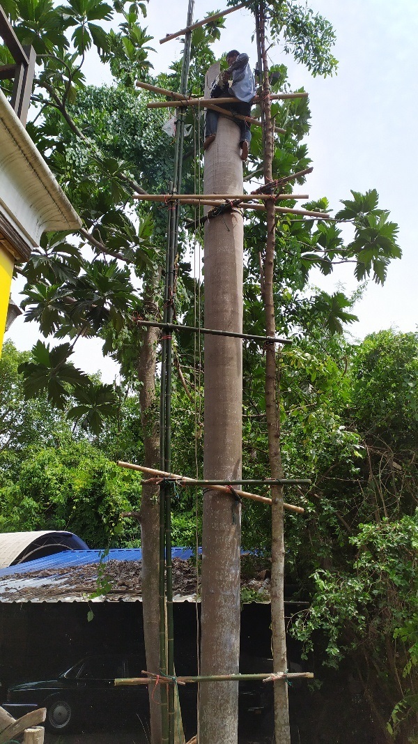 รับตัดต้นปาล์ม นนทบุรีและใกล้เคียง | ดูดีการ์เด้นโฮม - บางบัวทอง นนทบุรี