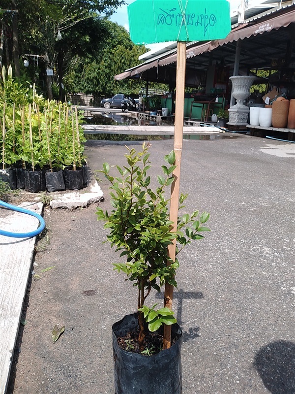 ขายต้นองุ่นบราซิล | เมล็ดพันธุ์ดี เกษตรวิถีไทย - เมืองระยอง ระยอง