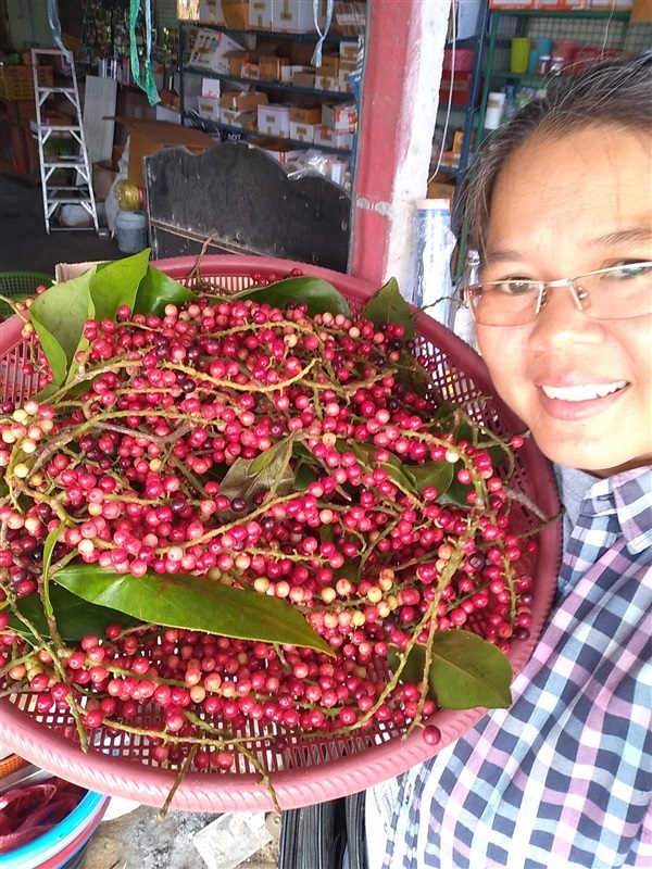 ขายเมล็ดพร้อมเพาะเม่าหลวงและกิ่งเสียบยอด | เมล็ดพันธุ์ดี เกษตรวิถีไทย - เมืองระยอง ระยอง