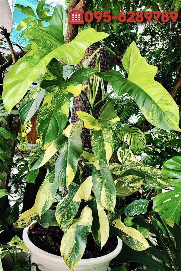 ฟิโล ไวโอลิน ด่าง,Philodendron_bipennifolium_variegated