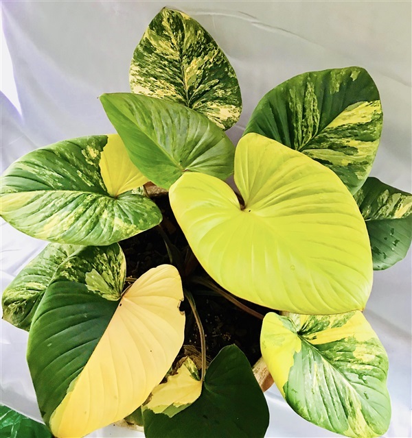 เสน่ห์จันทร์บุษราคัม,บุษราคัม, homalomenarubescensvariegated | อัญชัน seeds - สวนหลวง กรุงเทพมหานคร