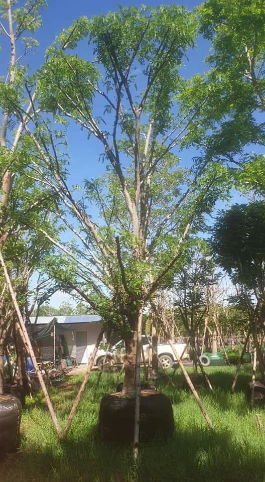 ต้นกัลปพฤกษ์ | สวนสังเวียน ไม้ล้อม -  ปทุมธานี