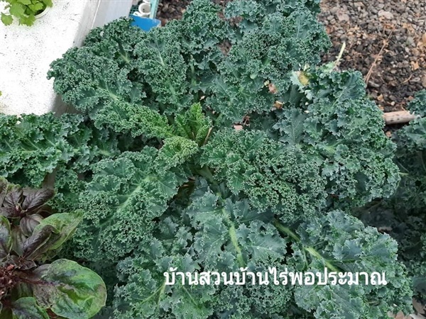 เมล็ดพันธุ์ผักคะน้าใบหยิก(เคล/Kale) | บ้านเมล็ดพันธุ์ผักByมล -  สุโขทัย