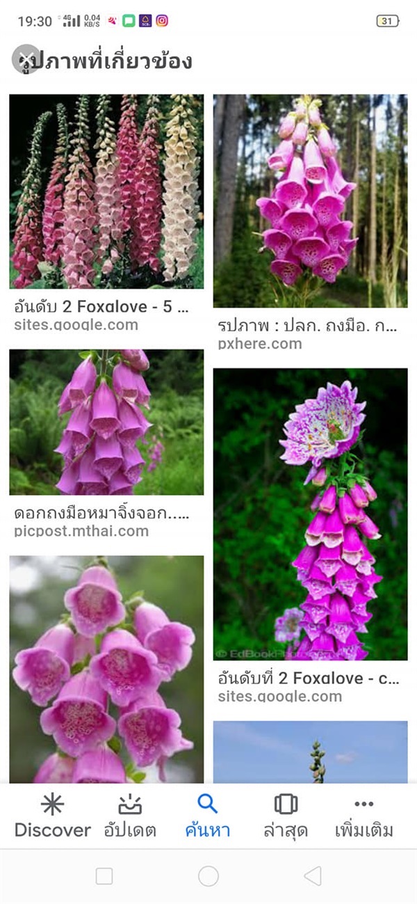 #ถุงมือหมาจิ้งจอก ปลูกง่าย   | Drenglish Garden มหาสารคาม - กันทรวิชัย มหาสารคาม