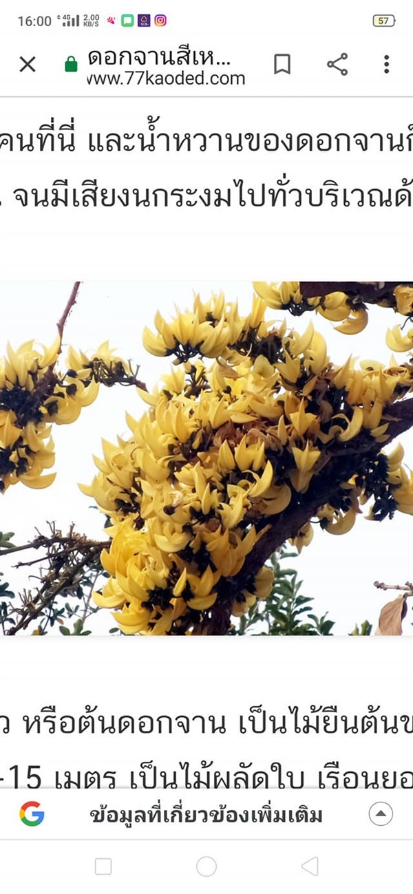 #ทองกวาวสีเหลือง /#ดอกจาน /#จอมทอง เป็นไม้ยืนต้น ชอบแสงแดด  | Drenglish Garden มหาสารคาม - กันทรวิชัย มหาสารคาม