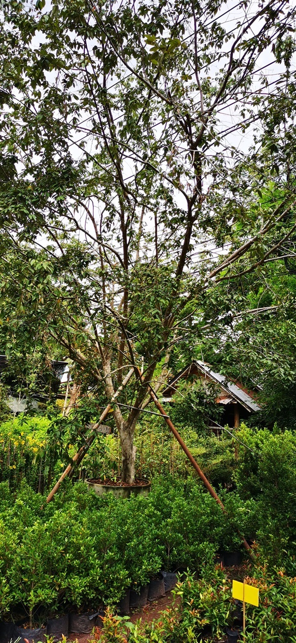 ต้นรวงผึ้ง | สวนสุขโขไม้ดอกไม้ประดับ - ประจันตคาม ปราจีนบุรี